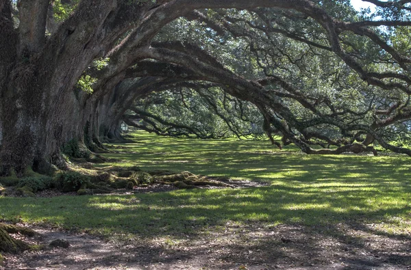 Yaşlı oaks — Stok fotoğraf