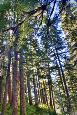 Olimpiyat Ulusal Parkı