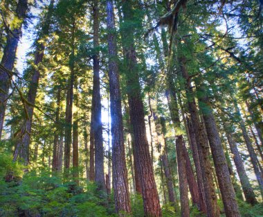 Olimpiyat Ulusal Parkı