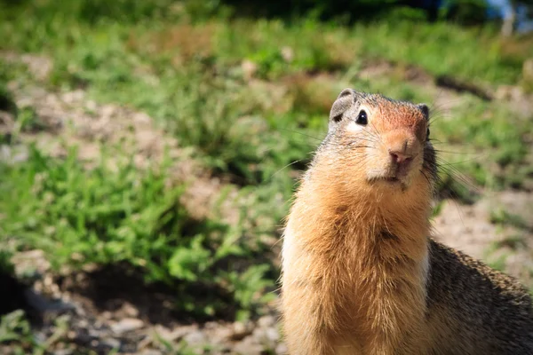 Curious squirrel — Stock Photo, Image