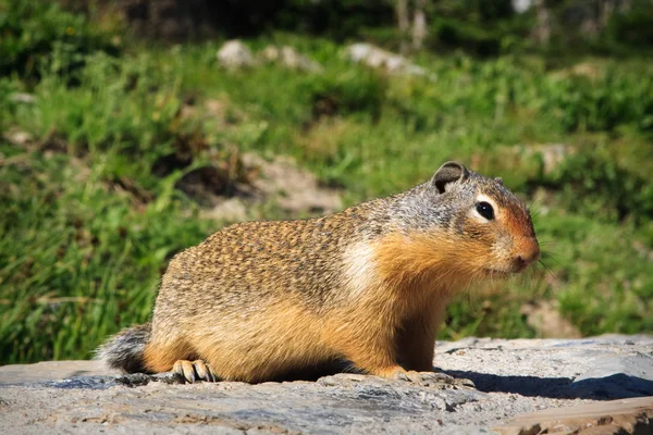 Curious squirrel — Stock Photo, Image