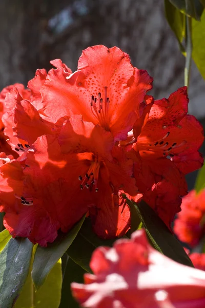 Rododendro — Foto Stock