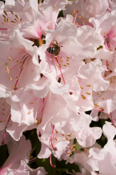 Rhododendron și Bee — Fotografie, imagine de stoc