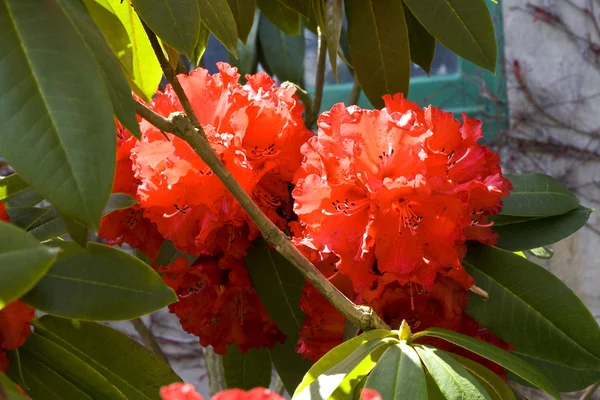 Rododendro — Foto Stock