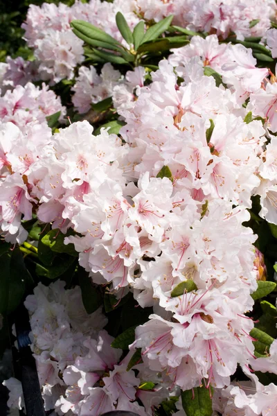 Rhododendron — Stock Photo, Image