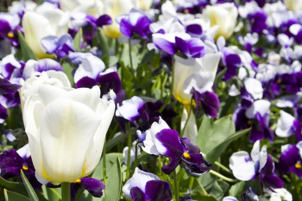 Macešky a tulipány — Stock fotografie