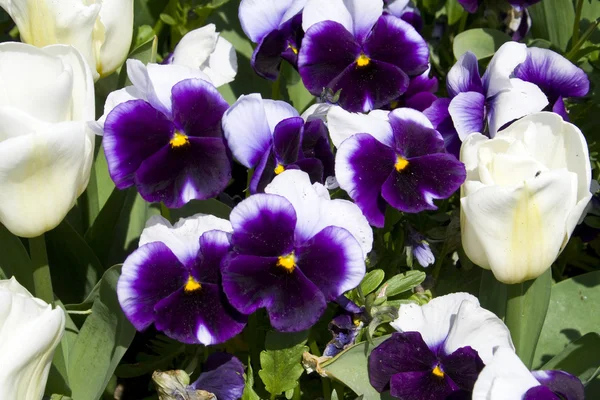 Pansies e Tulipas — Fotografia de Stock