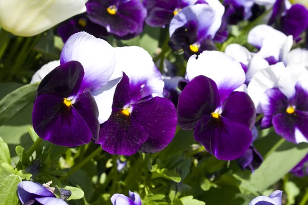 三色紫罗兰和郁金香 — 图库照片