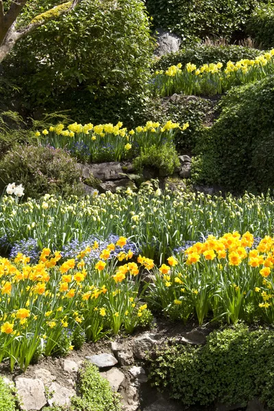 Narcisos — Foto de Stock