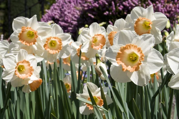 Daffodilos — Fotografia de Stock