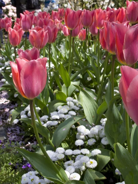 Rosa Tulpen — Stockfoto