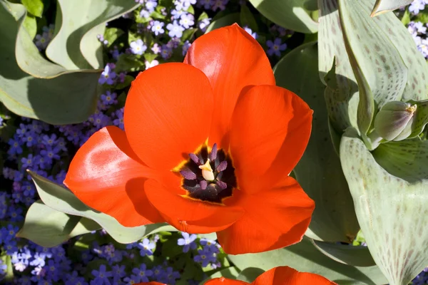 Tulipa-laranja — Fotografia de Stock