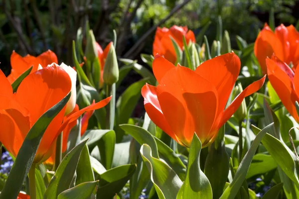 Orange tulip — Stockfoto