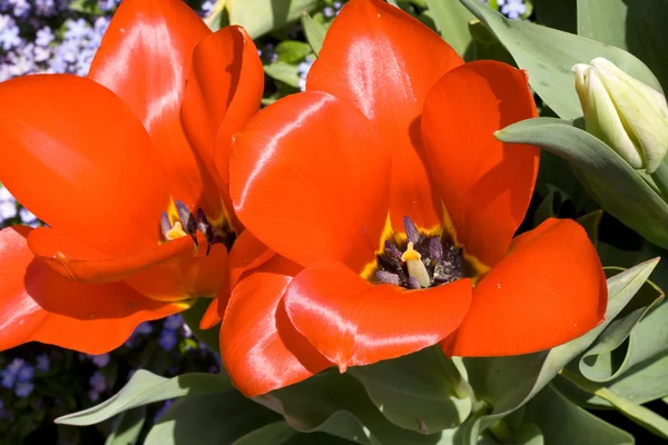 Oranžový Tulipán — Stock fotografie