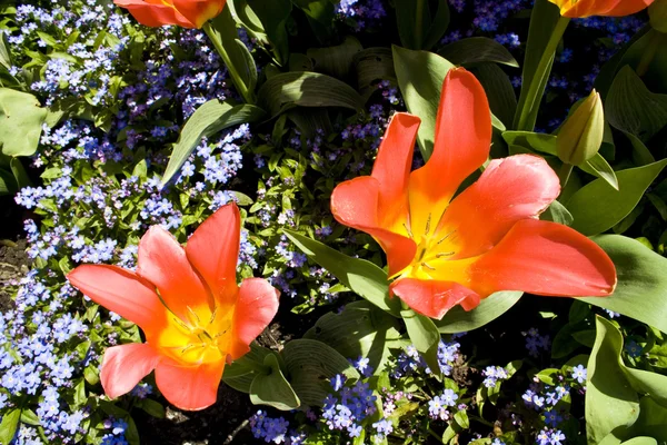 Oranžový Tulipán — Stock fotografie