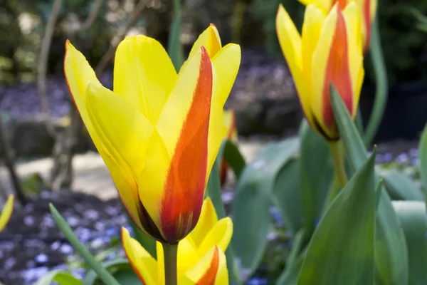 Červené a žluté tulipány — Stock fotografie