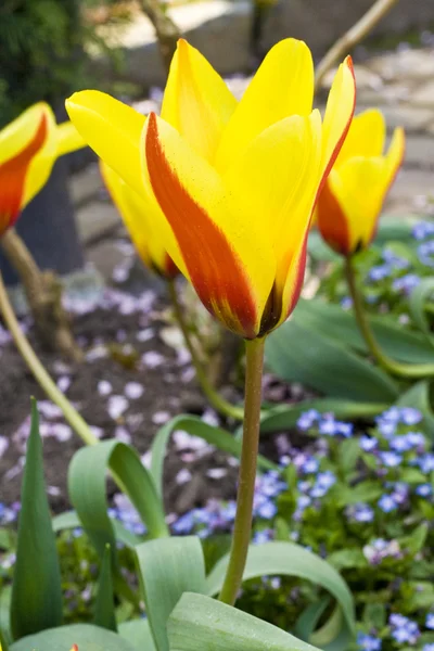 Red and Yellow Tulips — Stock Photo, Image