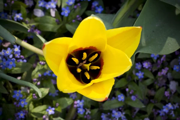 Желтые тюльпаны — стоковое фото