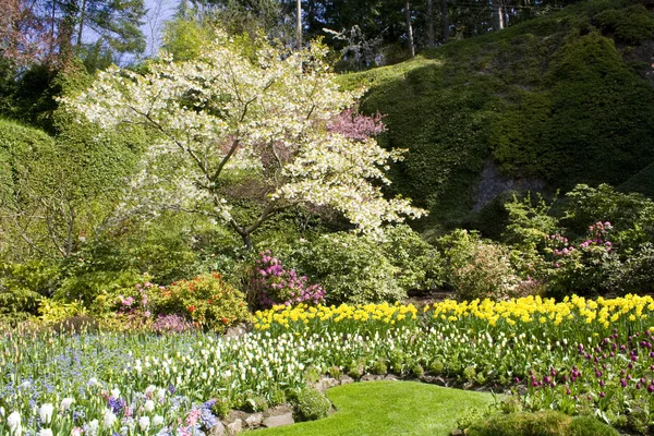 Formell trädgård — Stockfoto