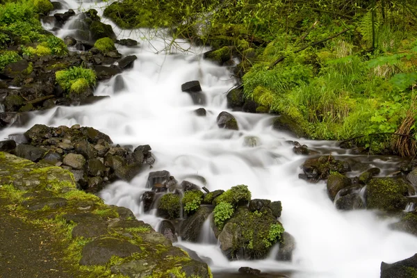 Wahkeena faller — Stockfoto