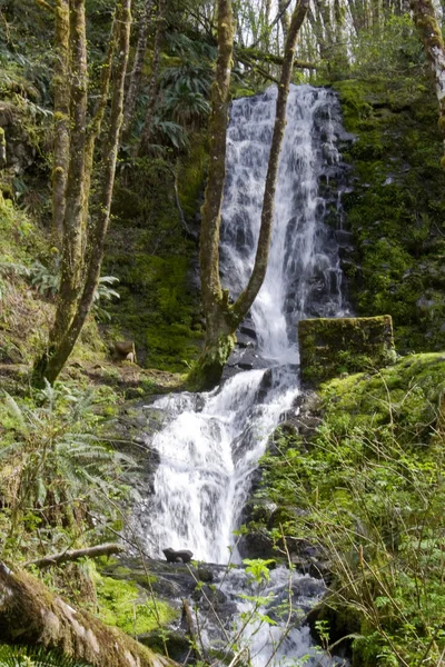 Bridge Creek Falls — Stock Photo, Image