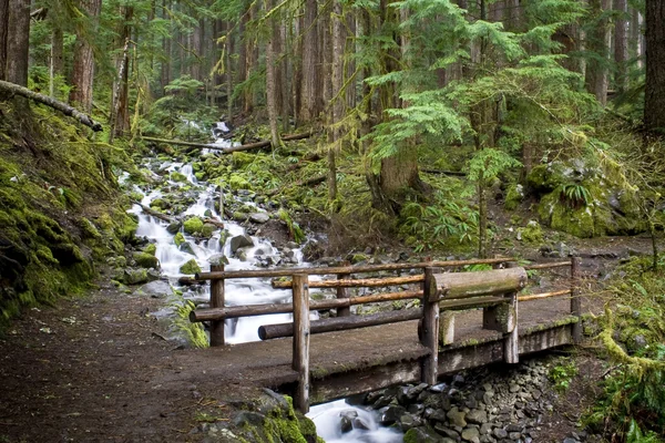 Washington Waterfall — Stock Photo, Image