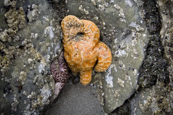 Two Starfish — Stock Photo, Image