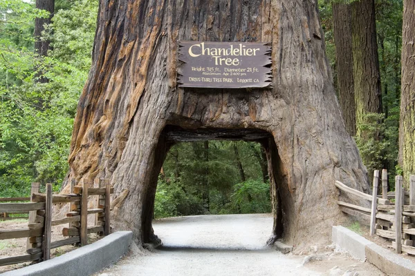 Gigantische sequoia — Stockfoto