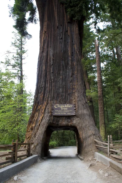 Sequoia gigante — Fotografia de Stock