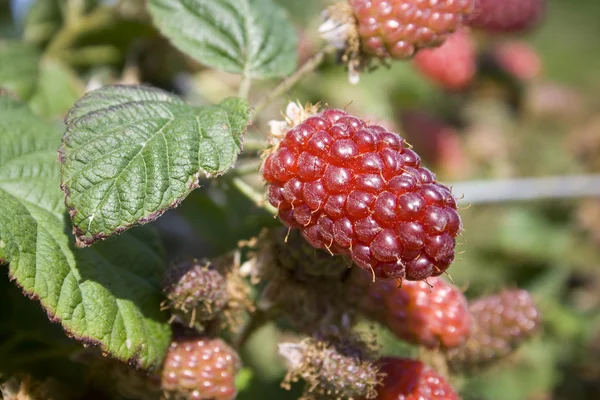 Tayberry... — Fotografia de Stock