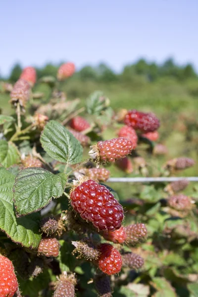 Tayberry — Stock Photo, Image