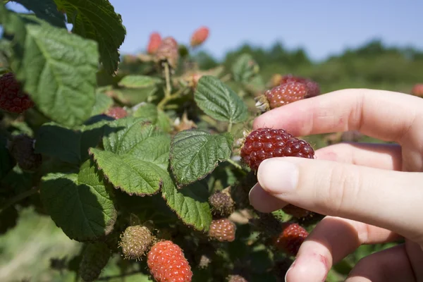 Tayberry picking — Stock Photo, Image