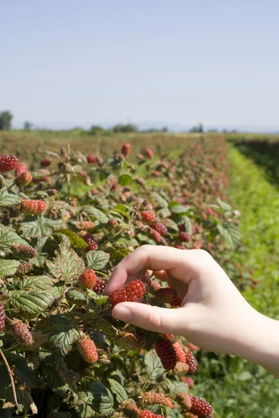 Tayberry picking — Stock Photo, Image