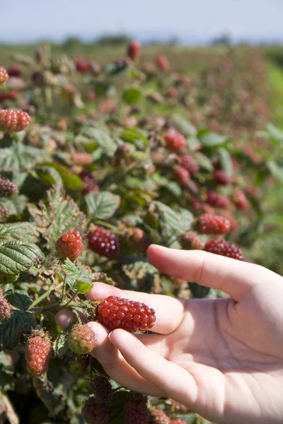 Tayberry picking — Stock Photo, Image