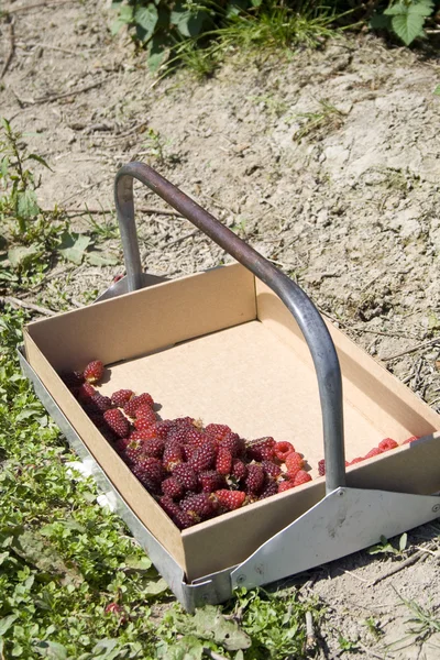 Caja de bayas — Foto de Stock