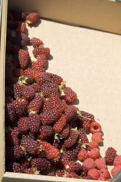 Tayberries — Zdjęcie stockowe
