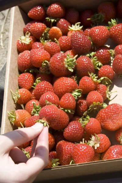 Erdbeeren — Stockfoto