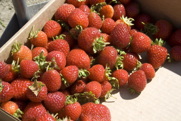 Erdbeeren — Stockfoto