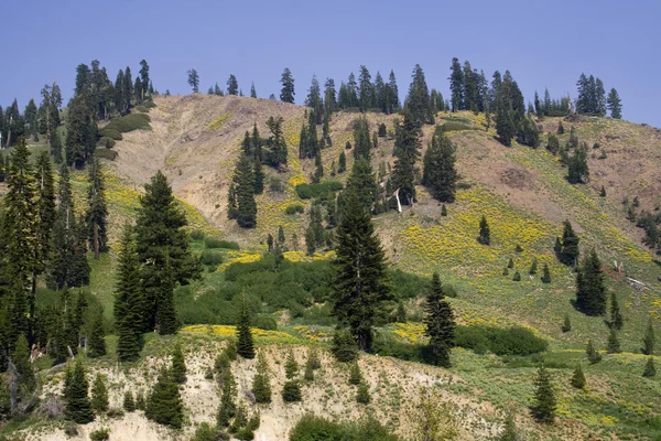 Alpine meadow — Stock Photo, Image