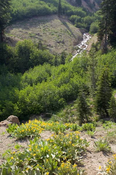 Alpine meadow — Stock Photo, Image