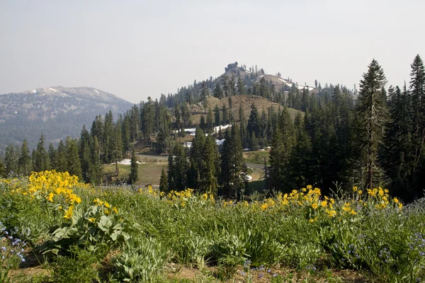 Alpine Meadow — Stock Photo, Image