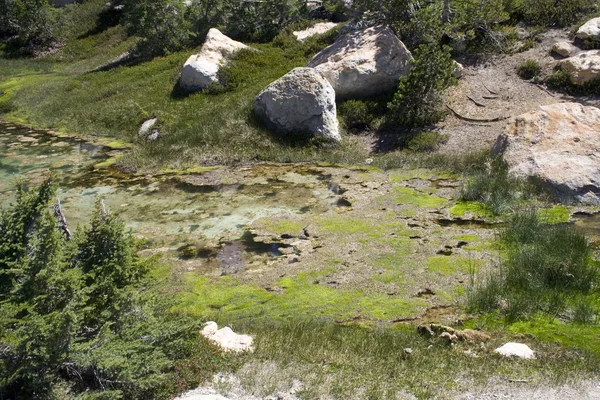Zielone algi — Zdjęcie stockowe