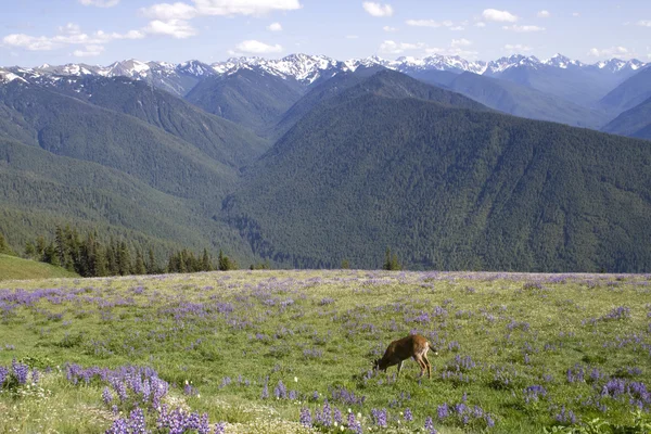 Deer and Mountains — Stock Photo, Image