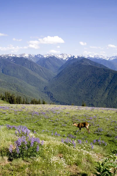 Deer and Mountains — Stock Photo, Image