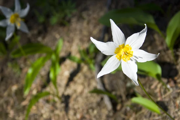 Avalanche Lily — Stock Photo, Image