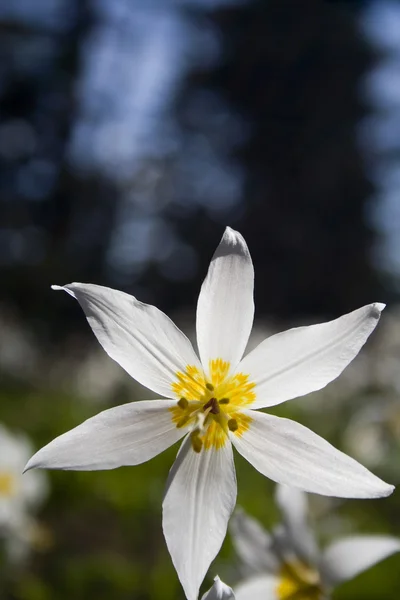 Nénuphar avalanche — Photo