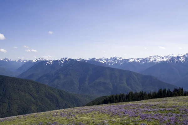 Olympic Mountains — Stock Photo, Image