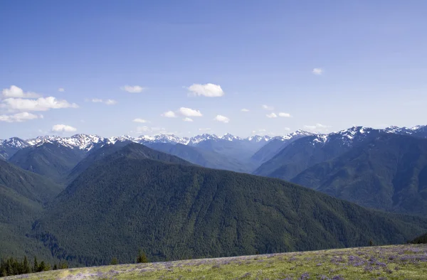 Olympic Mountains — Stock Photo, Image