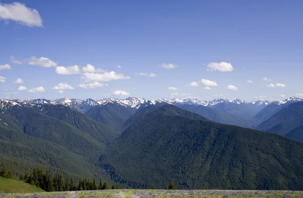 Olympic Mountains — Stock Photo, Image