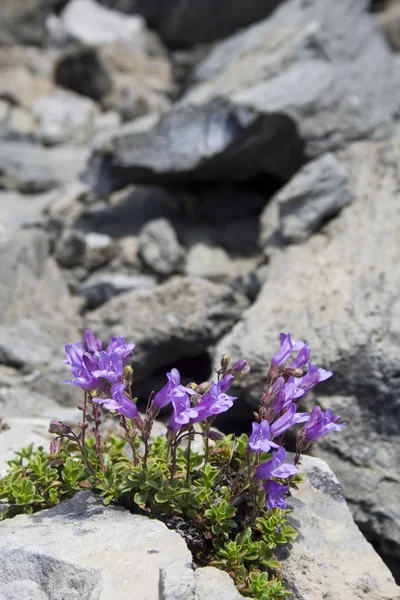 Hardnekkige planten — Stockfoto